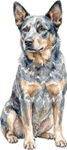Australian cattledog WC0046