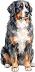 Bernese Mountain Dog WC0059