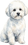 Bichon Frise WC0053