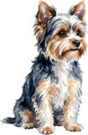 Biewer terrier WC0133