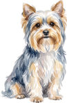 Biewer terrier WC0413
