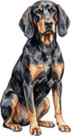Black and tan coonhound WC0444