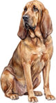 Blodhund WC0159