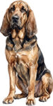 Bloodhound WC0446