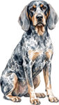 Bluetick coonhound WC0160