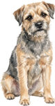Border Terrier WC0060