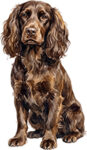 Boykin Spaniel WC0065