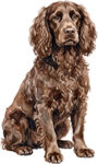 Boykin Spaniel WC0161