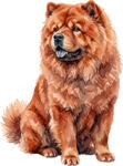 Chow chow WC0218
