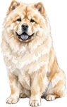 Chow chow WC0539
