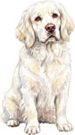 Clumber Spaniel WC0330