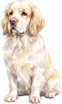 Clumber Spaniel WC0682