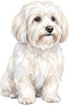 Coton de tuléar WC0683