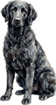 Curly coated retriever WC0332