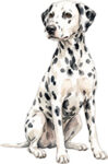 Dalmatian WC0333