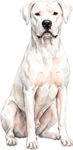 Dogo argentino WC0411