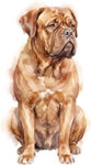 Dogue de Bordeaux WC0715