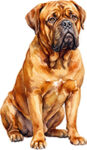 Dogue de bordeaux WC0412