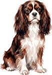 English toy spaniel WC0414