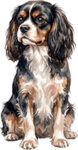 English Toy Spaniel WC0720