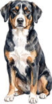 Entlebucher sennenhund WC0417