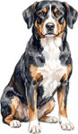 Entlebucher sennenhund WC0721