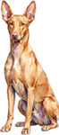 Faraohund WC0724