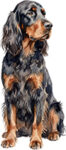 Gordon Setter WC0540