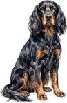 Gordonsetter WC0726