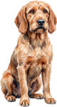 Griffon fauve de bretagne WC0541