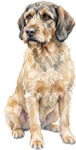 Griffon fauve de bretagne WC0730