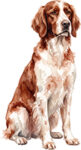 Irish Setter WC0548