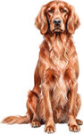 Irish Setter WC0647