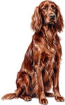 Irish Setter WC0672