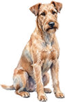 Irländsk terrier WC0793