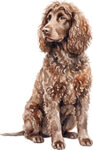 Irländsk vattenspaniel WC0652
