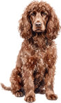 Irländsk vattenspaniel WC0791