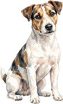 Jack russell terrier WC0657