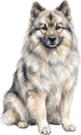 Keeshond WC0668