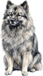 Keeshond WC0813
