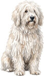 Komondor WC0753