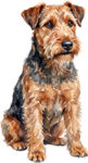 Lakeland Terrier WC0933