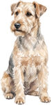 Lakelandterrier WC0760