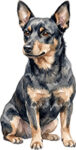 Lancashire heeler WC0762