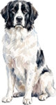 Landseer WC0763