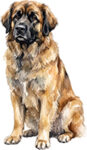 Leonberger WC0766