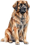 Leonberger WC0953