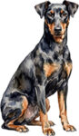 Manchester Terrier WC0960