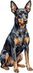 Manchesterterrier WC0772