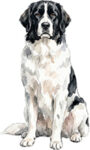 Newfoundland WC0940